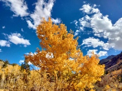 Fall-Color-In-Bishop-Creek-Canyon-Near-Bishop-CA-11