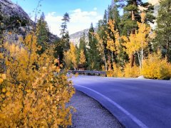 Fall-Color-In-Bishop-Creek-Canyon-Near-Bishop-CA-16