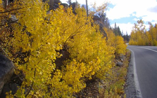 Fall-Color-In-Bishop-Creek-Canyon-Near-Bishop-CA-18