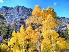 Fall-Color-In-Bishop-Creek-Canyon-Near-Bishop-CA-19
