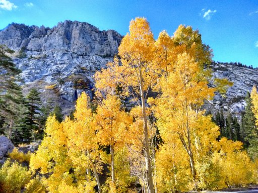 Fall-Color-In-Bishop-Creek-Canyon-Near-Bishop-CA-19