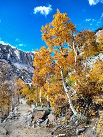 Fall-Color-In-Bishop-Creek-Canyon-Near-Bishop-CA-35