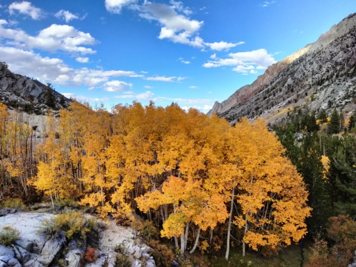 Fall-Color-In-Bishop-Creek-Canyon-Near-Bishop-CA-40