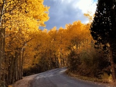 Fall-Color-In-Bishop-Creek-Canyon-Near-Bishop-CA-47