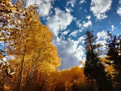 Fall-Color-In-Bishop-Creek-Canyon-Near-Bishop-CA-48