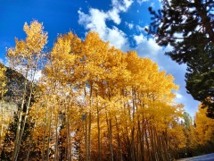 Fall-Color-In-Bishop-Creek-Canyon-Near-Bishop-CA-49