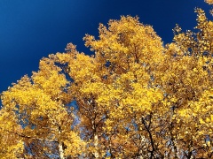 Fall-Color-In-Bishop-Creek-Canyon-Near-Bishop-CA-50