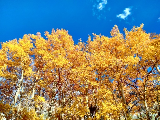 Fall-Color-In-Bishop-Creek-Canyon-Near-Bishop-CA-51