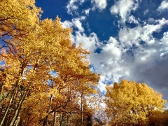 Fall-Color-In-Bishop-Creek-Canyon-Near-Bishop-CA-52