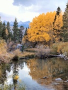 Fall-Color-In-Bishop-Creek-Canyon-Near-Bishop-CA-53