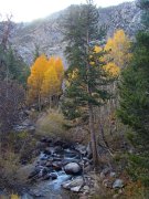 Fall-Color-In-Bishop-Creek-Canyon-Near-Bishop-CA-54