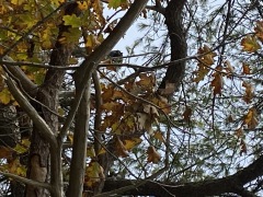 IMG_0619