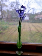 Grape Hyacinth in window - 2 - IMG_2370_1