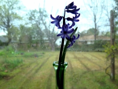Grape Hyacinth in window - IMG_2372_1