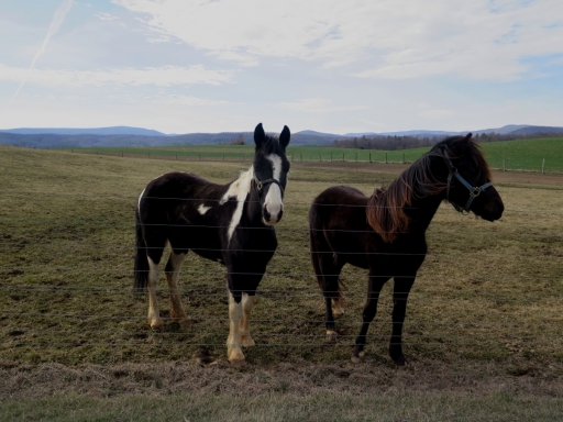 Horses ad Briery Branch - IMG_2525.JPG