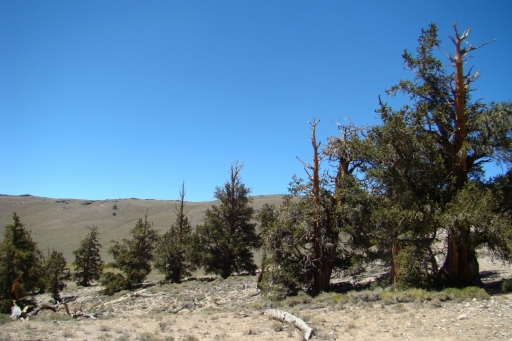 bristlecone-pine-forest-01