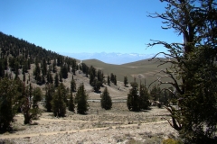 bristlecone-pine-forest-02