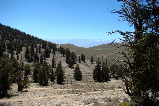 bristlecone-pine-forest-02