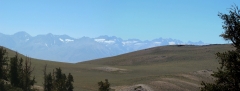 bristlecone-pine-forest-03