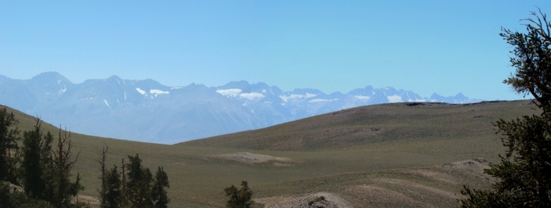 bristlecone-pine-forest-03