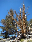 bristlecone-pine-forest-04