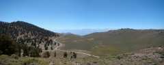 bristlecone-pine-forest-05