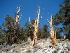 bristlecone-pine-forest-06