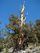 bristlecone-pine-forest-07