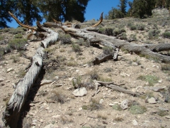 bristlecone-pine-forest-08