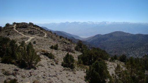 bristlecone-pine-forest-09