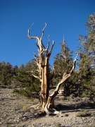 bristlecone-pine-forest-11
