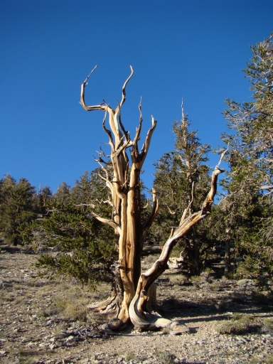 bristlecone-pine-forest-11