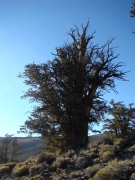 bristlecone-pine-forest-12