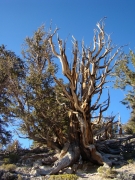 bristlecone-pine-forest-13