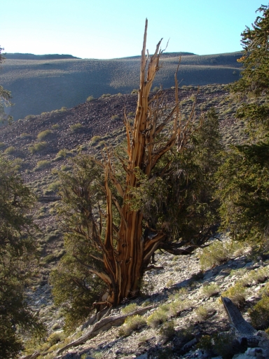 bristlecone-pine-forest-14