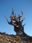 bristlecone-pine-forest-15