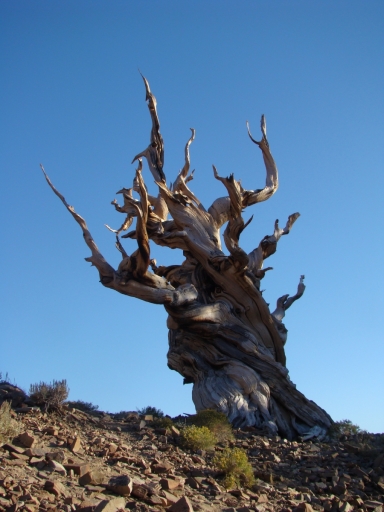 bristlecone-pine-forest-15