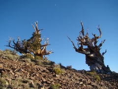 bristlecone-pine-forest-16
