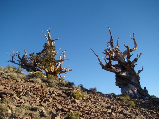 bristlecone-pine-forest-16