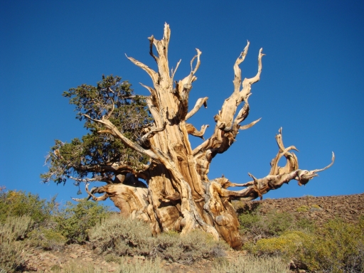 bristlecone-pine-forest-17