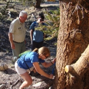 bristlecone-pine-forest-18