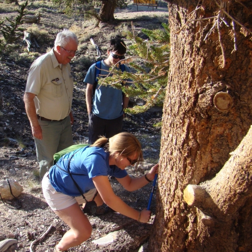 bristlecone-pine-forest-18