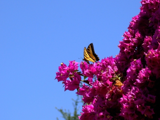 Tiger-Swallowtail-and-Bougainvillea-01