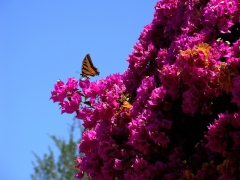 Tiger-Swallowtail-and-Bougainvillea-02