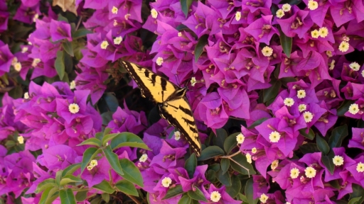 Tiger-Swallowtail-and-Bougainvillea-03