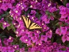 Butterfly and the Bougainvillea