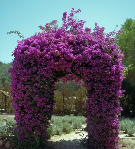 Tiger-Swallowtail-and-Bougainvillea-05