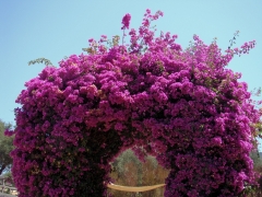 Tiger-Swallowtail-and-Bougainvillea-06