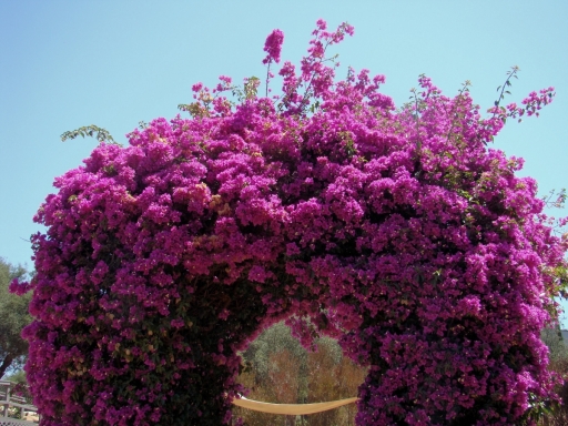 Tiger-Swallowtail-and-Bougainvillea-06
