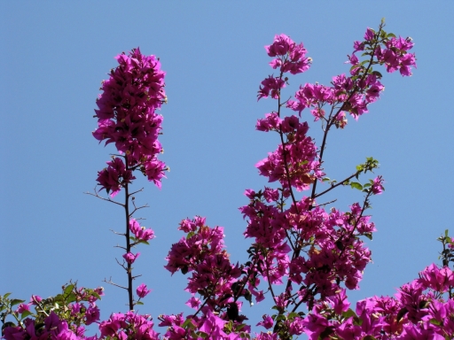 Tiger-Swallowtail-and-Bougainvillea-07